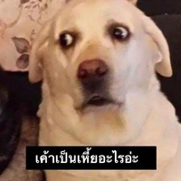 พวกพ.อ