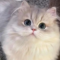 เเซลม่อน (แมวนางเอก)