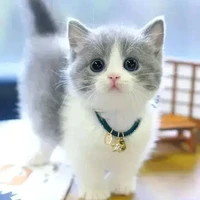 ครัวซอง(แมวนางเอก)