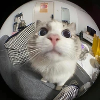 Meow~~