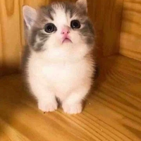 แอด