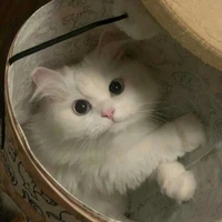 ควีน ร่างแมว