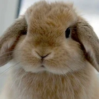 Bunny