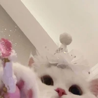 🌈𝑩𝒊𝒕𝒐𝒐 {𝑩𝒆𝒔𝒕}🌈