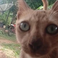 คุกกี้//สัตว์เลี้ยงโต๊ด