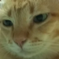 แอดเอง~