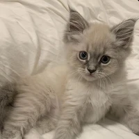 Kitty