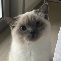 เรย์(แมวนอ.)