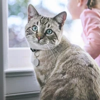 auteur miaou