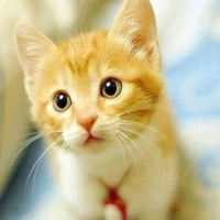 Author Kitty