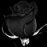 Auteur ✨🌻🍁🏵️🌹