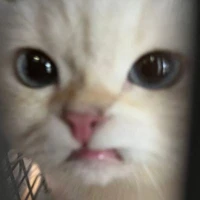 แอดเองง