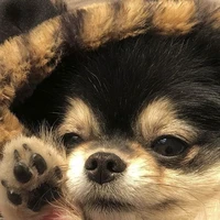 𝘽𝘼𝘽𝙔 𝙏𝘼𝙉𝙉𝙔 ~