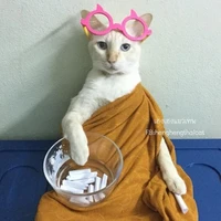 (แอดมิน)หมาเปียก
