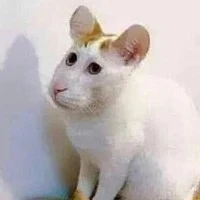 เเอดเองคร้าา