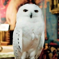Hedwig