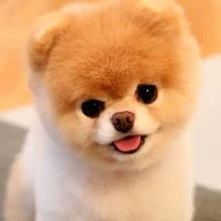 คาราเมล หมาน.อ