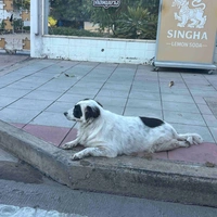 ิิ