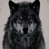 lobo interior de Angelo