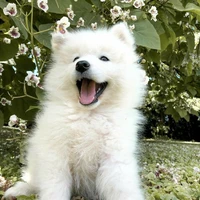 มาเวล//แมว ซีซ่า\\