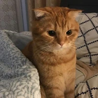 Cheese (FL cat)
