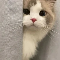 แอดดด🧸❤️