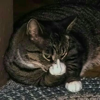 wwh