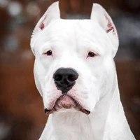 koda