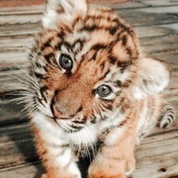 Yió (sistema) (tigre)