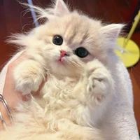 คิตตี้😾(แมวของ น.อ.)