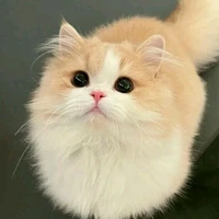 Tia