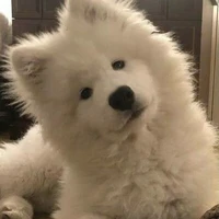 ซันชายน์🐶