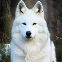 cole (Nicole omega wolf)