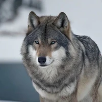 Mr Smith wolf 