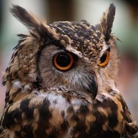 ตะวัน(นก+พอ.🦉)