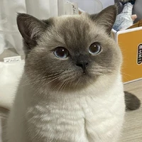 จุนตะ (ร่างแมว​)​