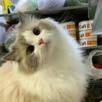 Bela