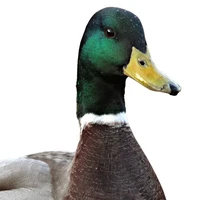 Mama Duck