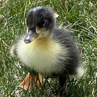 Duckie