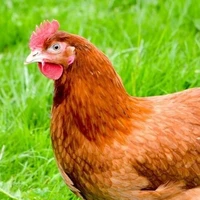 Mama chicken