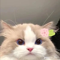 แอดเองค้าบบบบ
