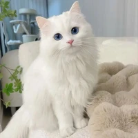 แคท:ระบบ+แมวน.อ🎭💦