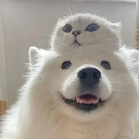 แอด