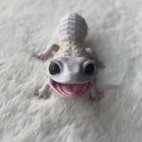 everyone