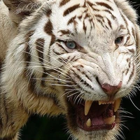 Ibu harimau
leoma