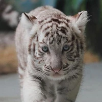 Leoger