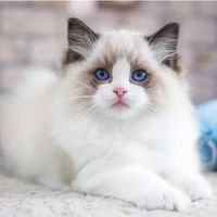 Mio
