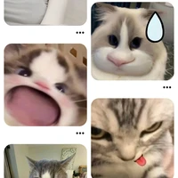 แอน