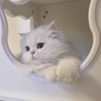 บาร์ซา - แมวนอ.🐈