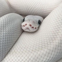 จางเจีย - งูซี🐍